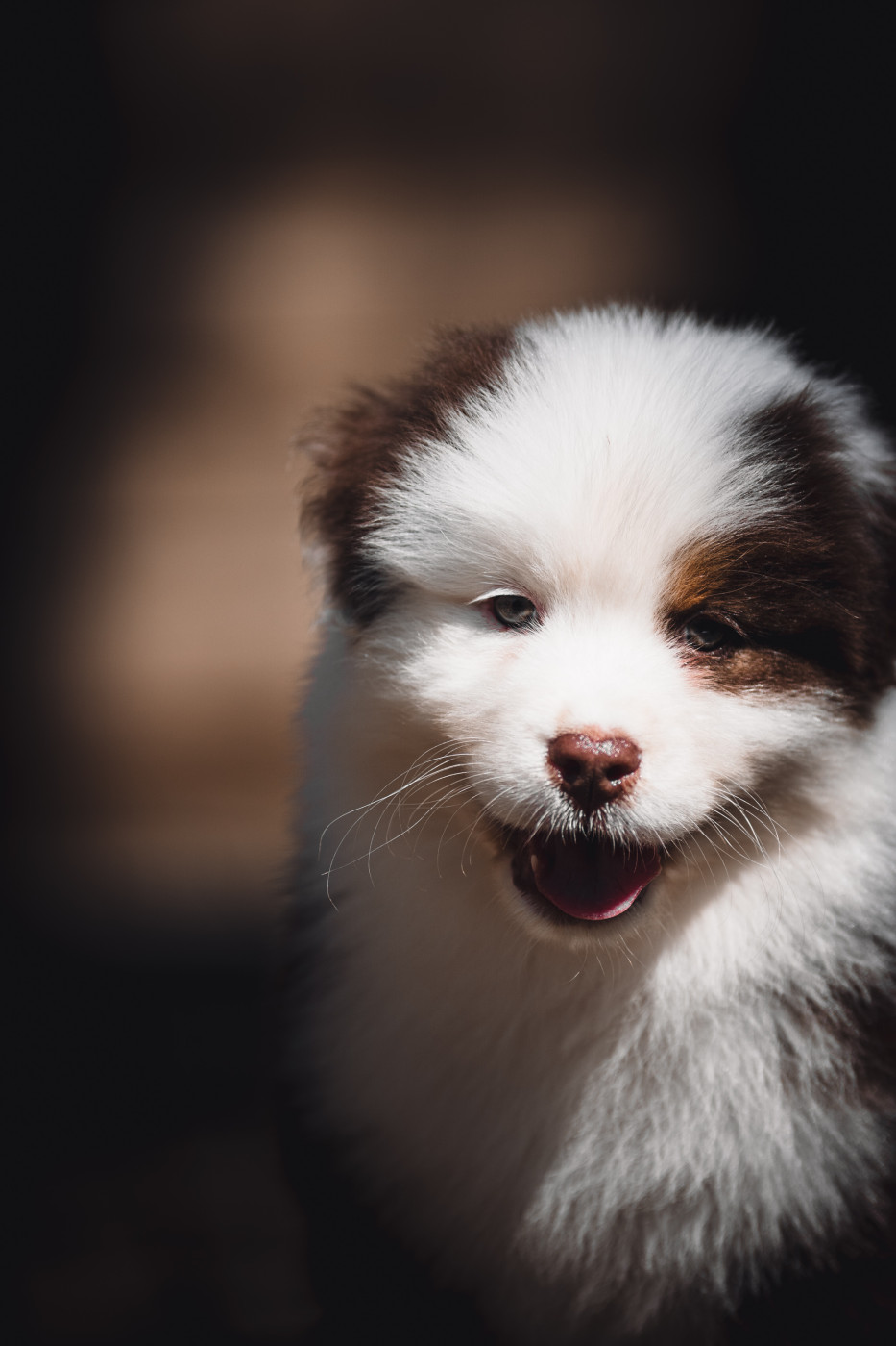 de la Dune d'Ozalee - Chiots disponibles - Berger Australien