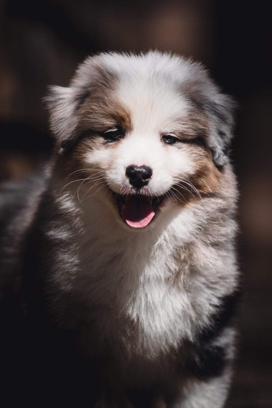 de la Dune d'Ozalee - Chiots disponibles - Berger Australien