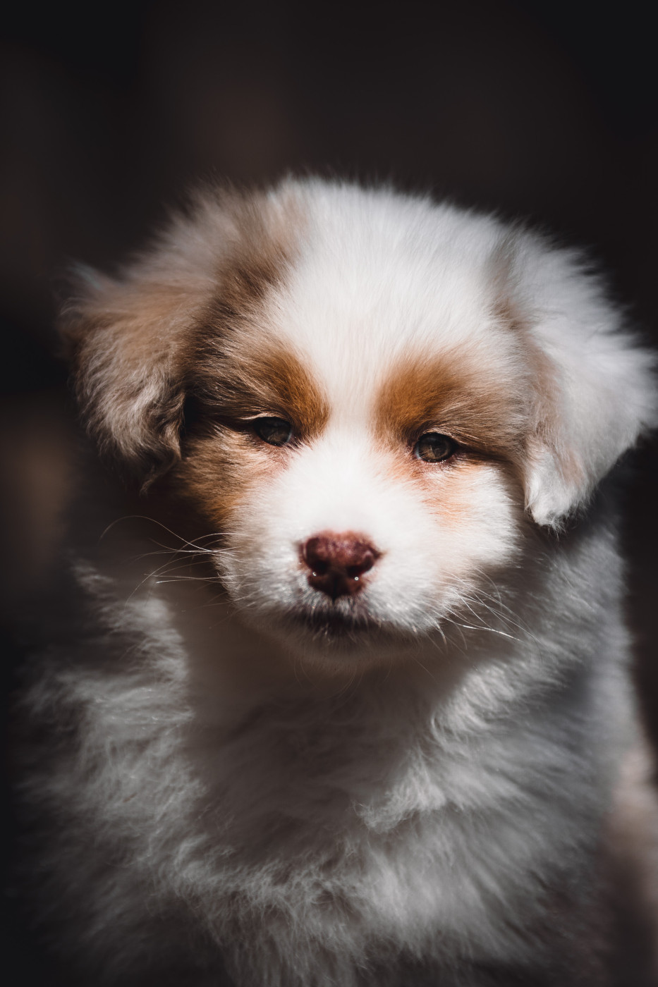 de la Dune d'Ozalee - Chiots disponibles - Berger Australien