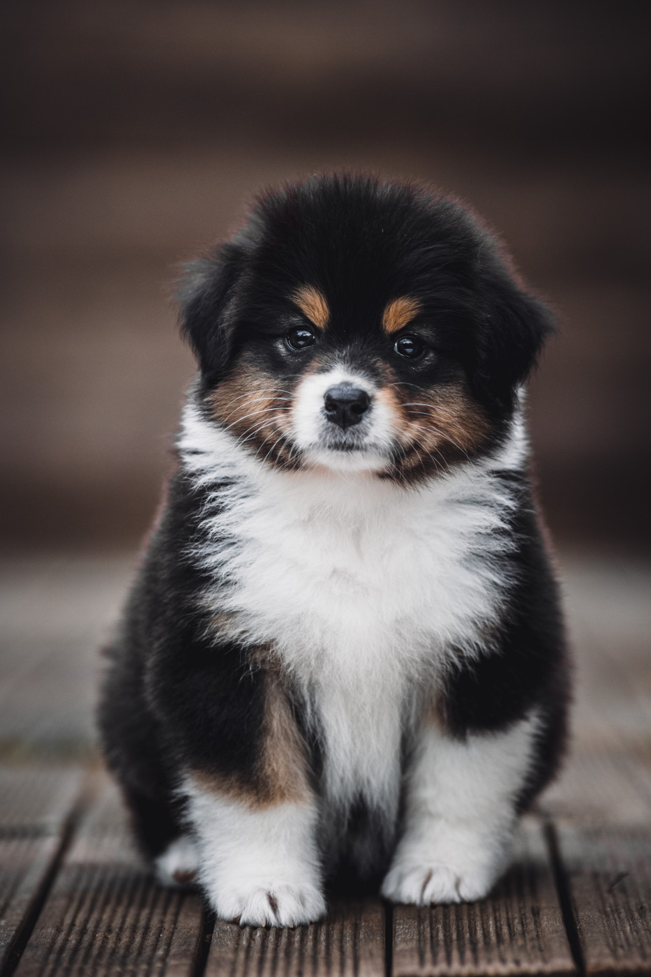 Chiot Berger Australien de la Dune d'Ozalee