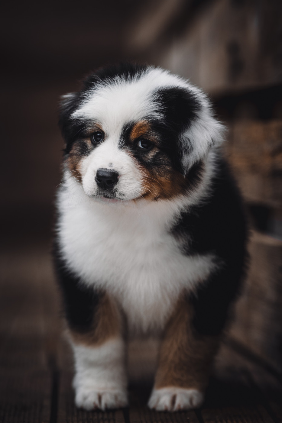 de la Dune d'Ozalee - Chiots disponibles - Berger Australien