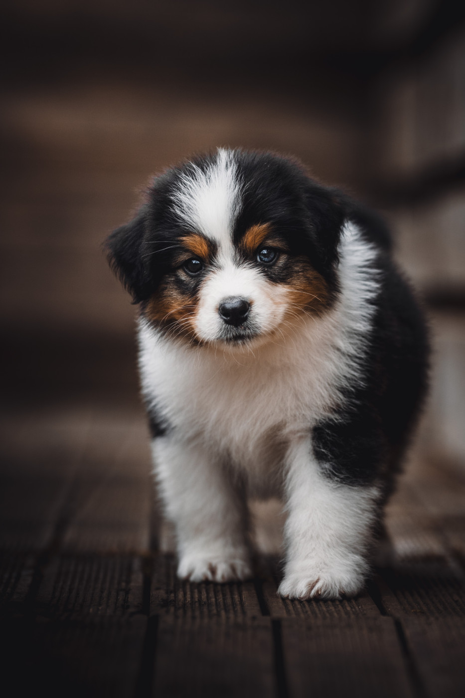 de la Dune d'Ozalee - Chiots disponibles - Berger Australien