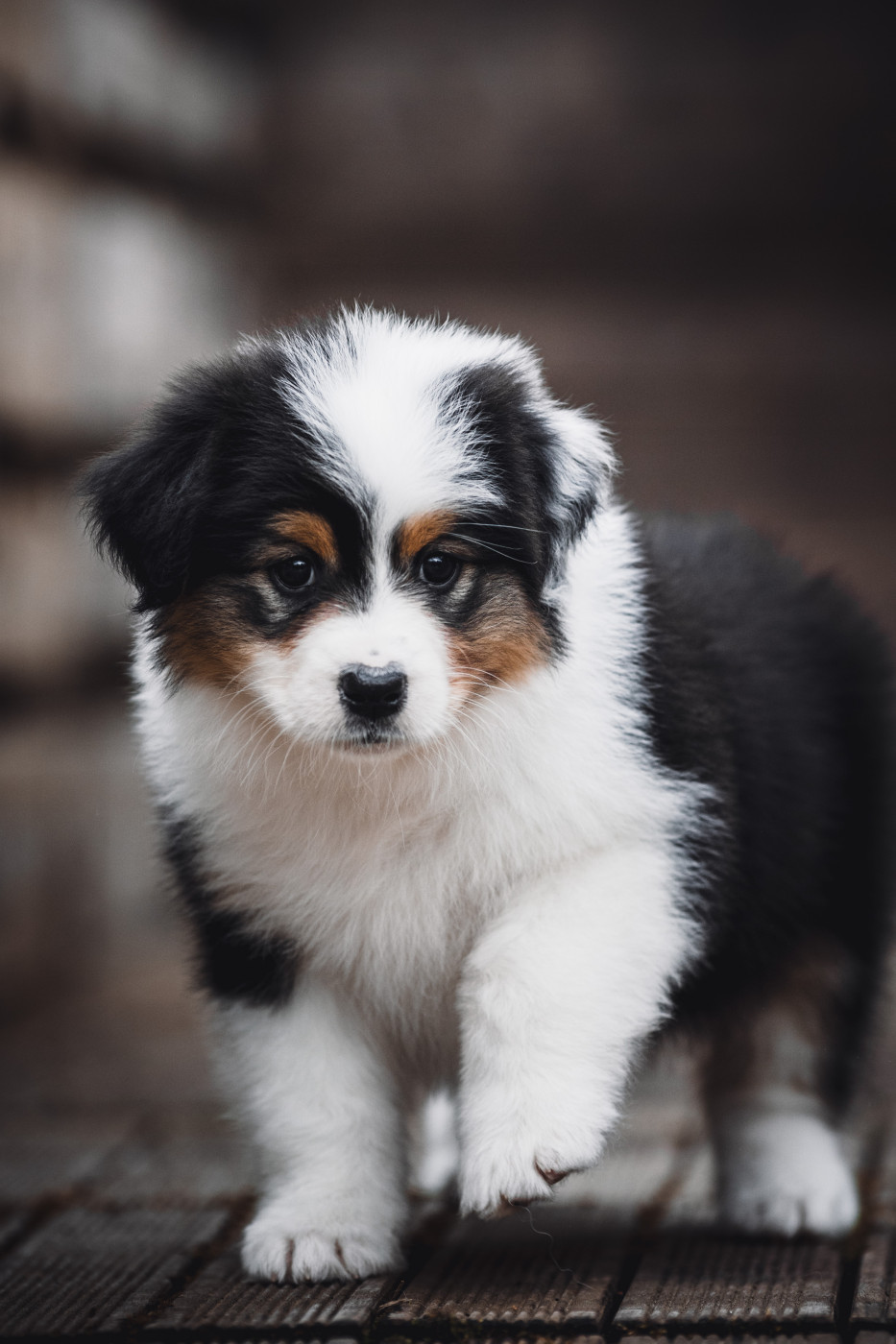 de la Dune d'Ozalee - Chiots disponibles - Berger Australien
