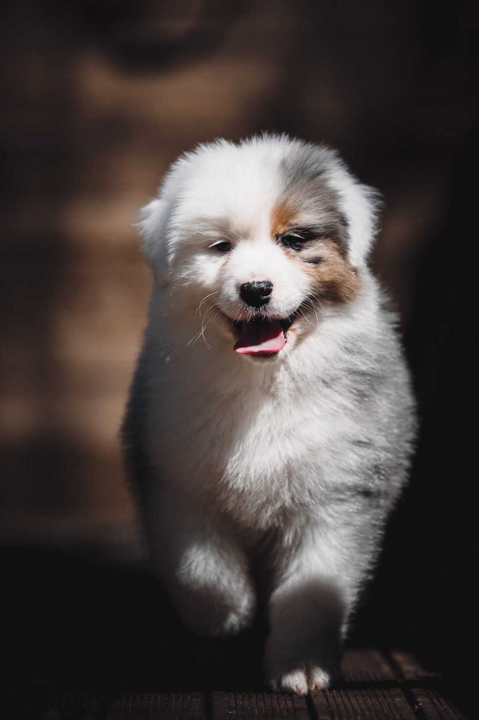 Chiot Berger Australien de la Dune d'Ozalee