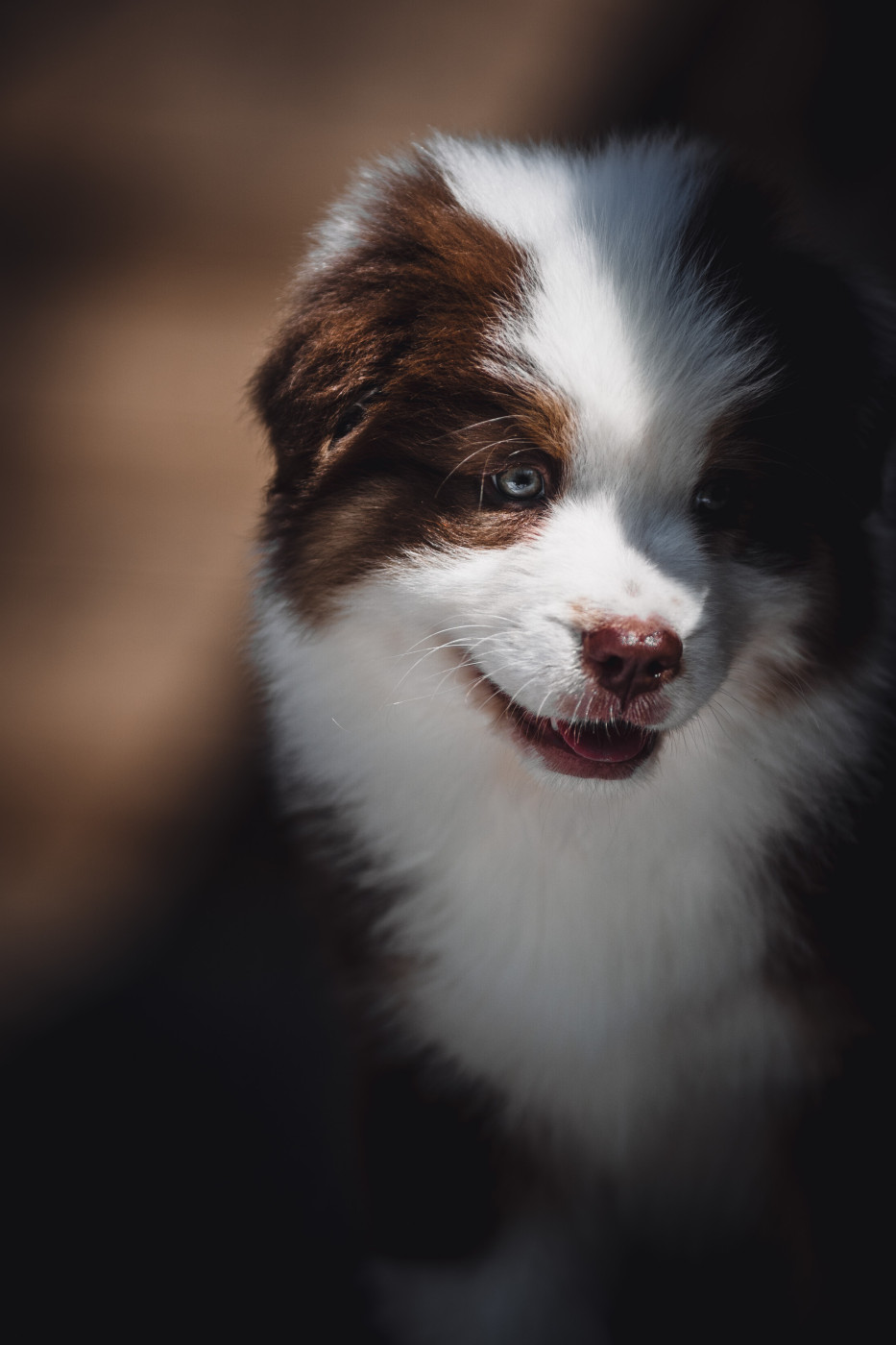 de la Dune d'Ozalee - Chiots disponibles - Berger Australien