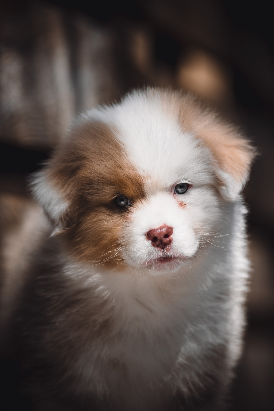de la Dune d'Ozalee - Chiots disponibles - Berger Australien