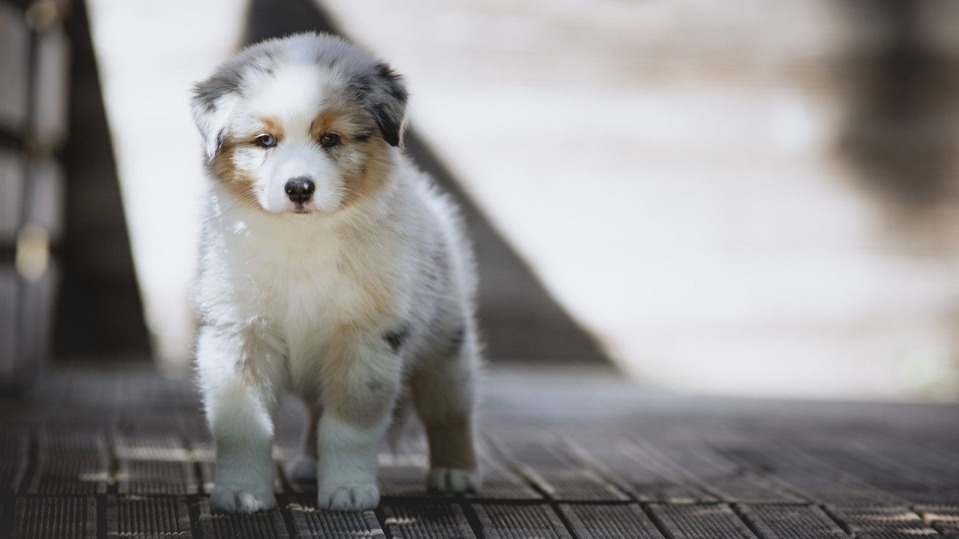 Chiot Berger Australien de la Dune d'Ozalee