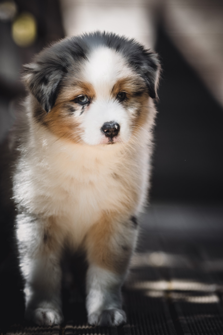 de la Dune d'Ozalee - Chiots disponibles - Berger Australien