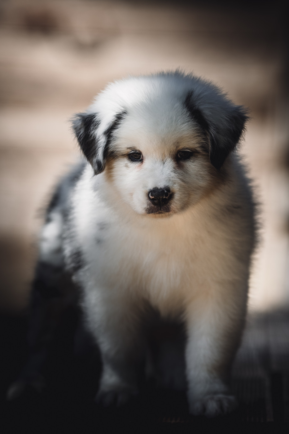 de la Dune d'Ozalee - Chiots disponibles - Berger Australien