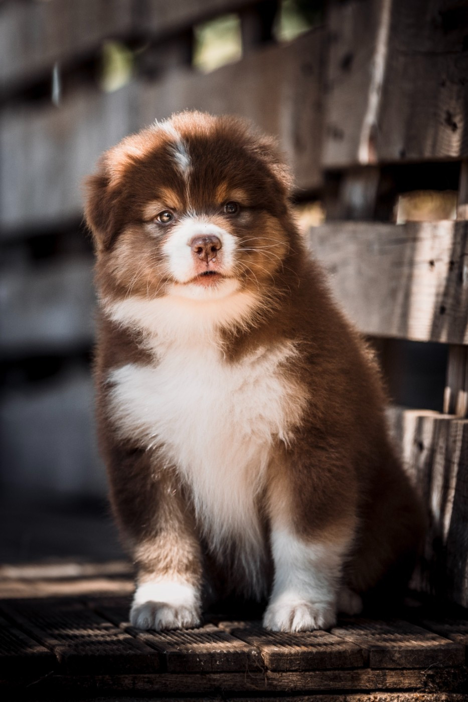 de la Dune d'Ozalee - Chiots disponibles - Berger Australien