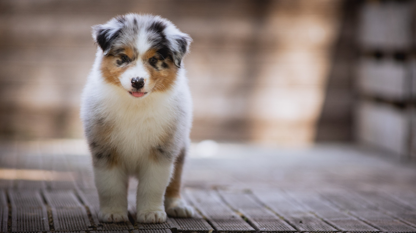de la Dune d'Ozalee - Chiots disponibles - Berger Australien