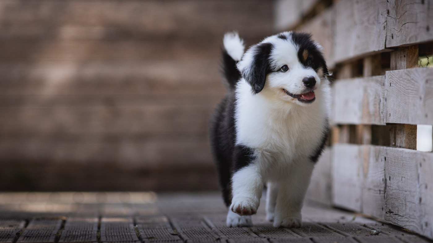 de la Dune d'Ozalee - Chiots disponibles - Berger Australien