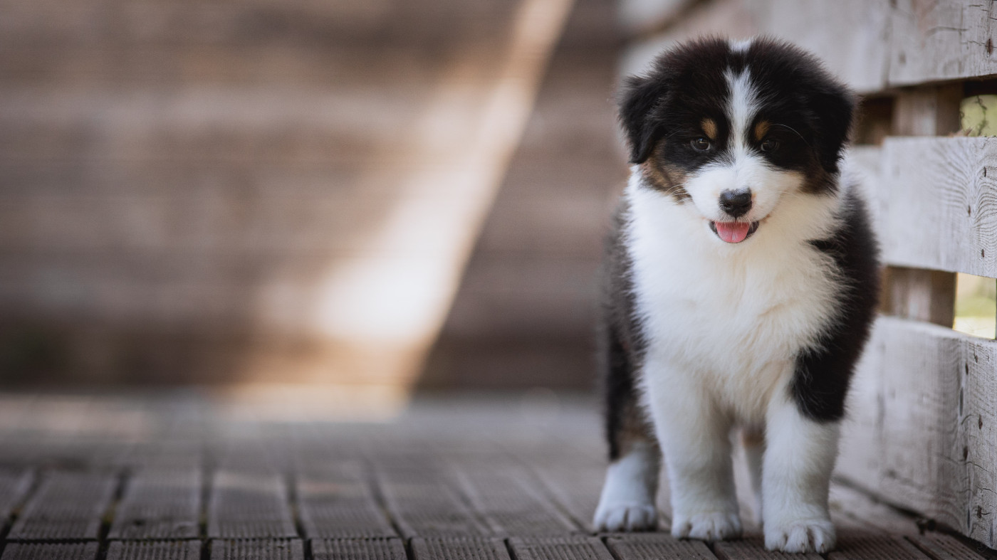 de la Dune d'Ozalee - Chiots disponibles - Berger Australien