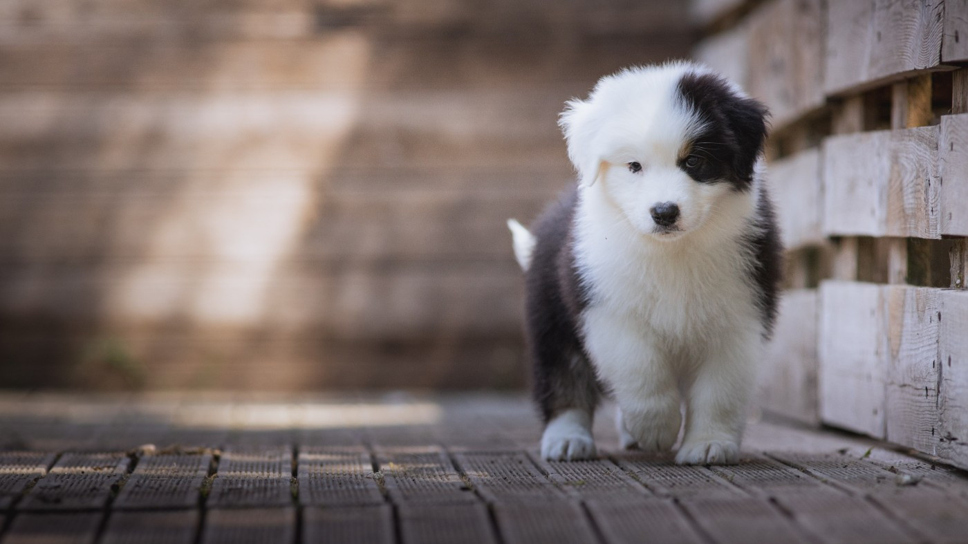 de la Dune d'Ozalee - Chiots disponibles - Berger Australien