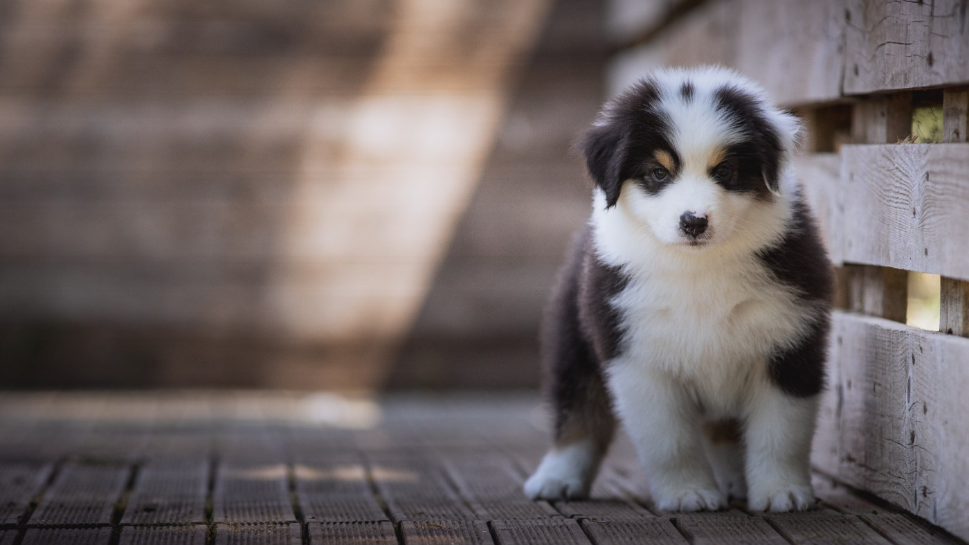 de la Dune d'Ozalee - Chiots disponibles - Berger Australien
