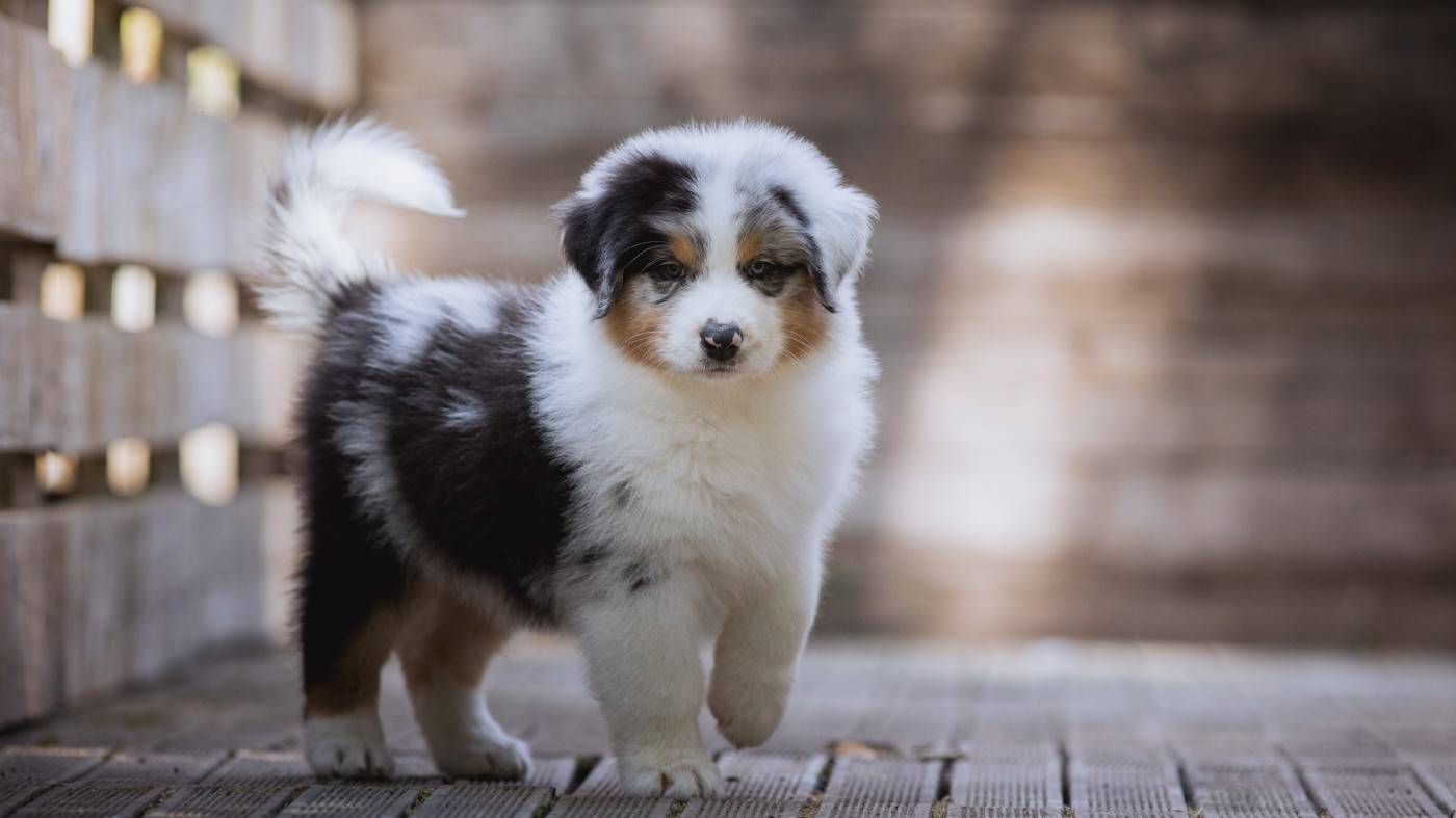 de la Dune d'Ozalee - Chiots disponibles - Berger Australien