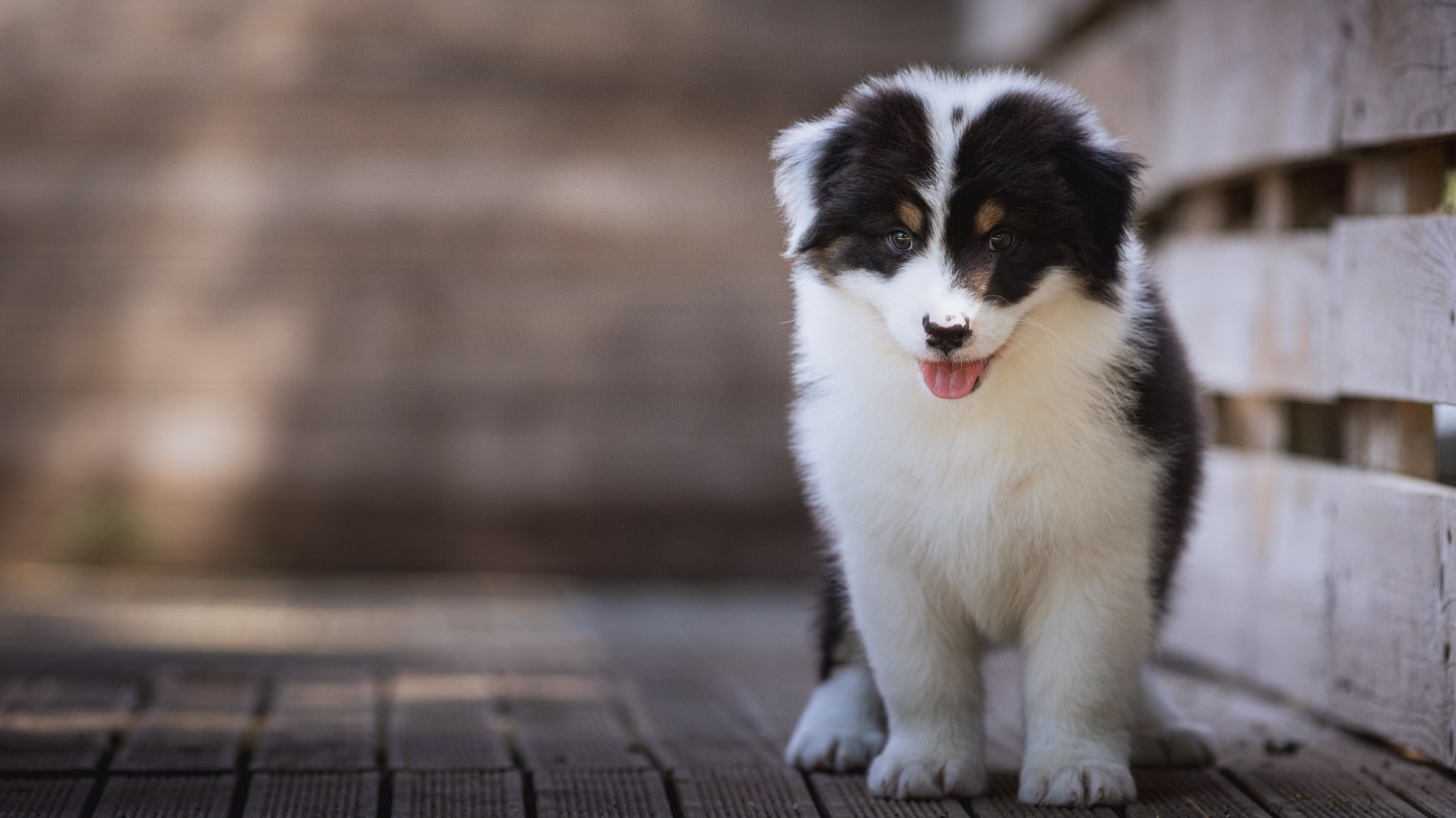 de la Dune d'Ozalee - Chiots disponibles - Berger Australien