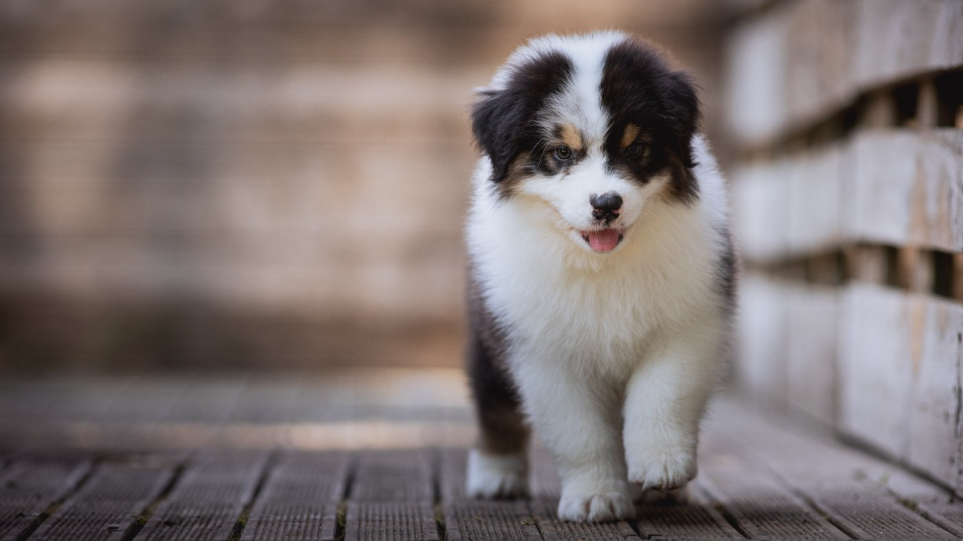 de la Dune d'Ozalee - Chiots disponibles - Berger Australien