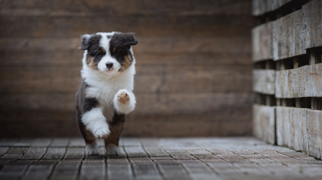 de la Dune d'Ozalee - Chiots disponibles - Berger Australien