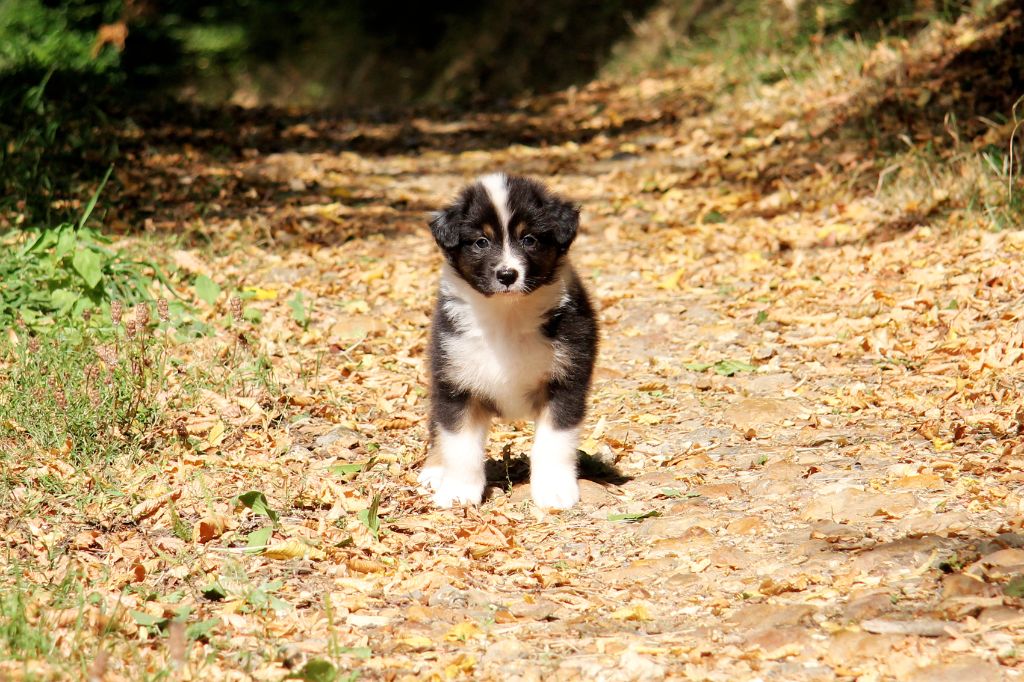 de la Dune d'Ozalee - Berger Australien - Portée née le 04/08/2020