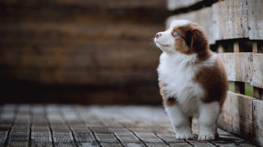 de la Dune d'Ozalee - Chiots disponibles - Berger Australien