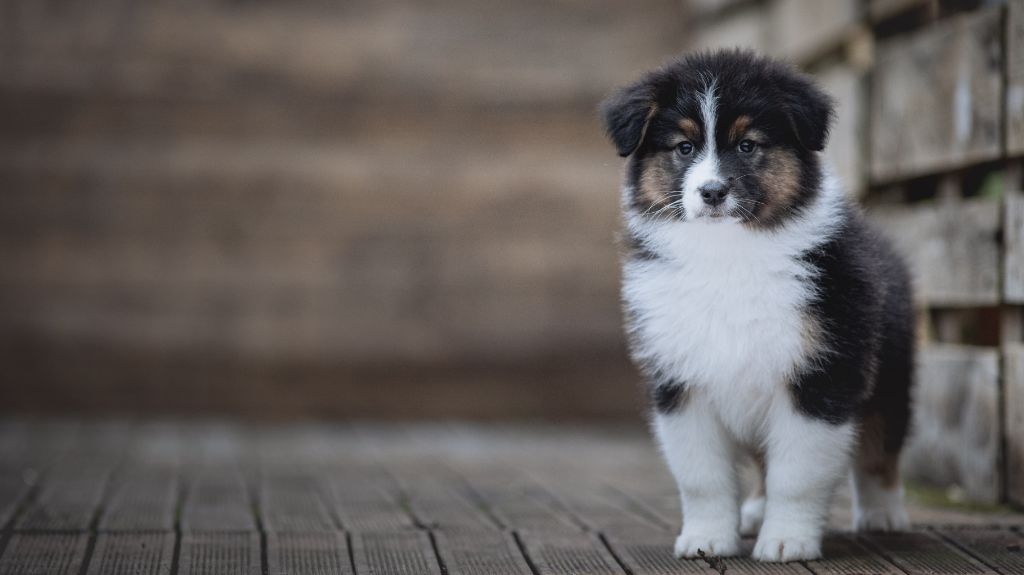 de la Dune d'Ozalee - Chiots disponibles - Berger Australien