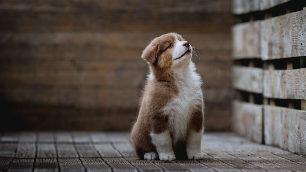 de la Dune d'Ozalee - Chiots disponibles - Berger Australien