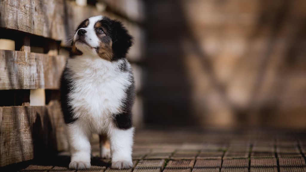 de la Dune d'Ozalee - Chiots disponibles - Berger Australien