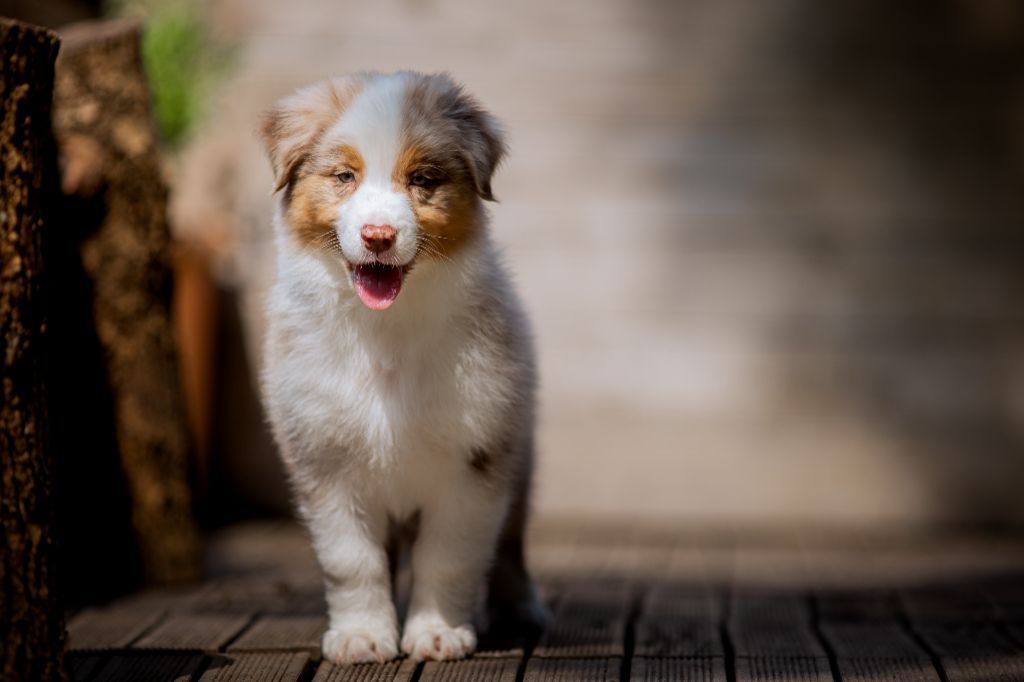 de la Dune d'Ozalee - Berger Australien - Portée née le 22/06/2022
