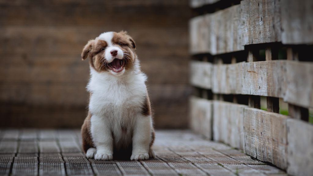 de la Dune d'Ozalee - Chiots disponibles - Berger Australien