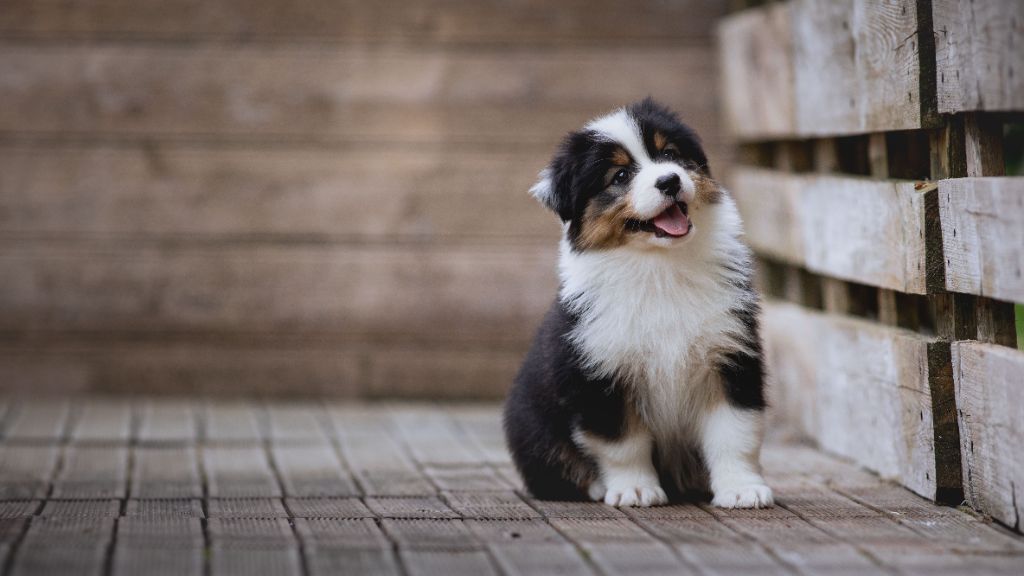 de la Dune d'Ozalee - Chiots disponibles - Berger Australien