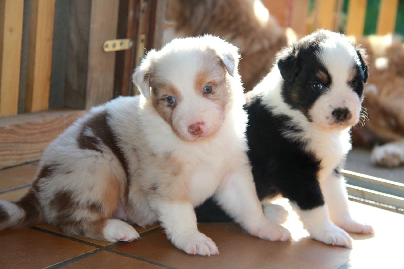 Chiot Berger Australien de la Dune d'Ozalee