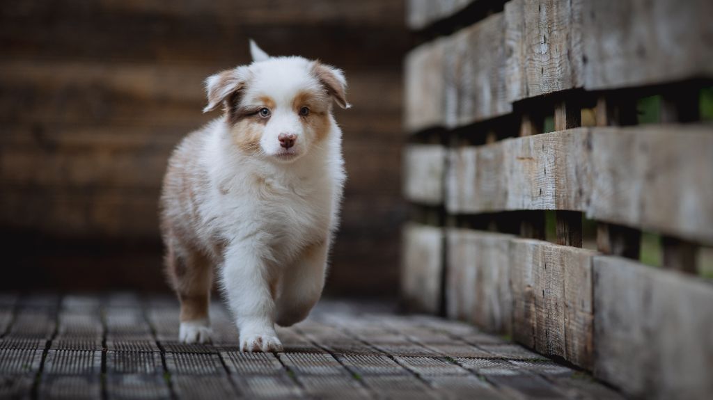 de la Dune d'Ozalee - Chiots disponibles - Berger Australien