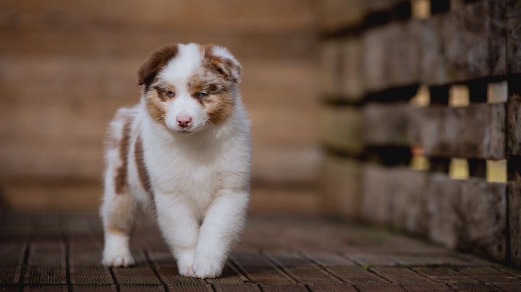 de la Dune d'Ozalee - Chiots disponibles - Berger Australien