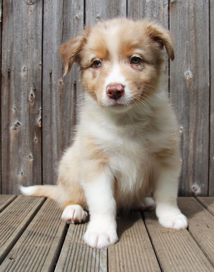de la Dune d'Ozalee - Berger Australien - Portée née le 10/06/2017
