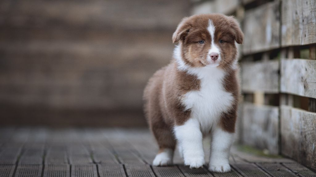 de la Dune d'Ozalee - Chiots disponibles - Berger Australien