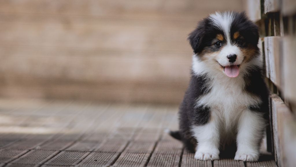 de la Dune d'Ozalee - Chiots disponibles - Berger Australien