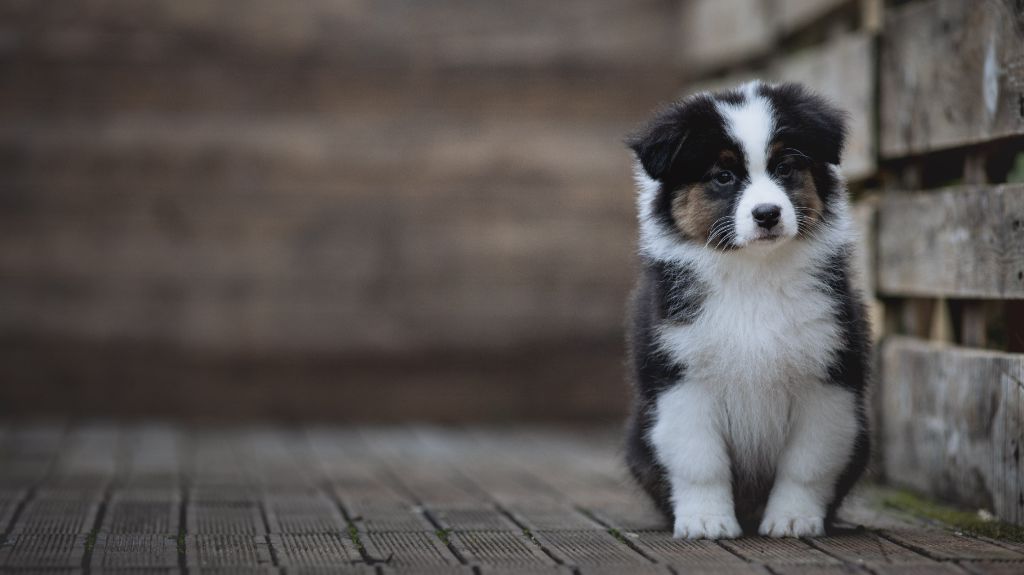 de la Dune d'Ozalee - Chiots disponibles - Berger Australien