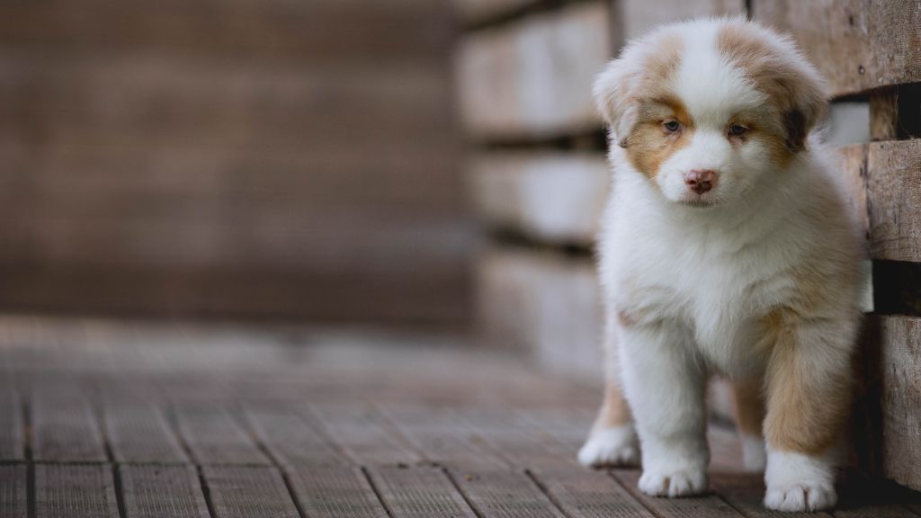 de la Dune d'Ozalee - Chiots disponibles - Berger Australien