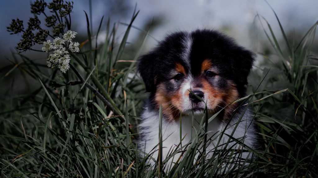 de la Dune d'Ozalee - Berger Australien - Portée née le 15/08/2021