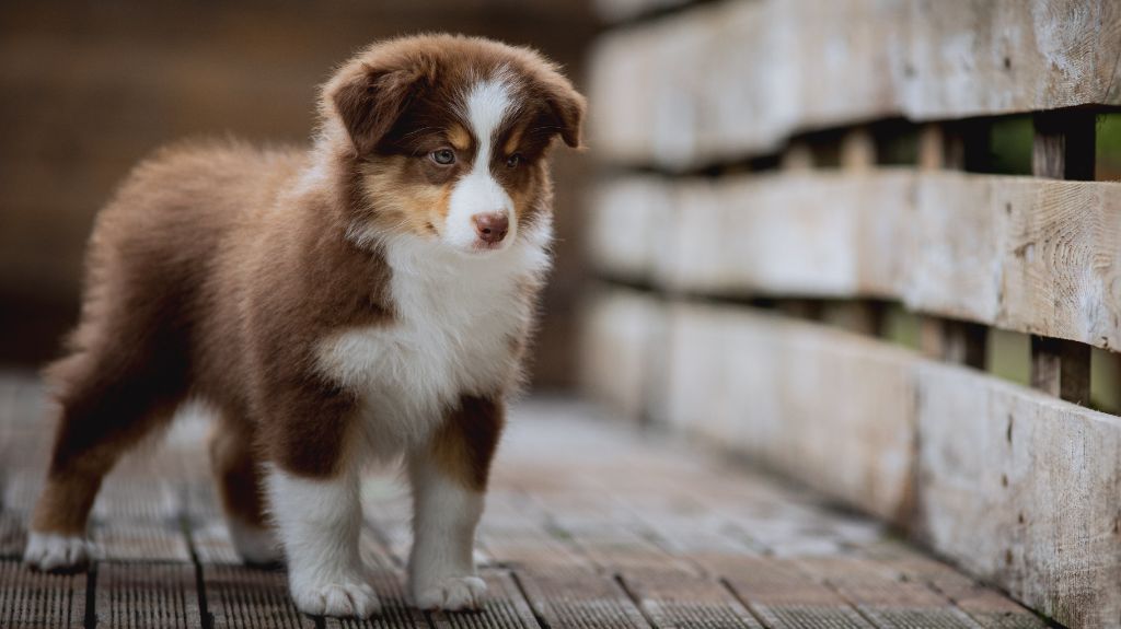 de la Dune d'Ozalee - Chiots disponibles - Berger Australien