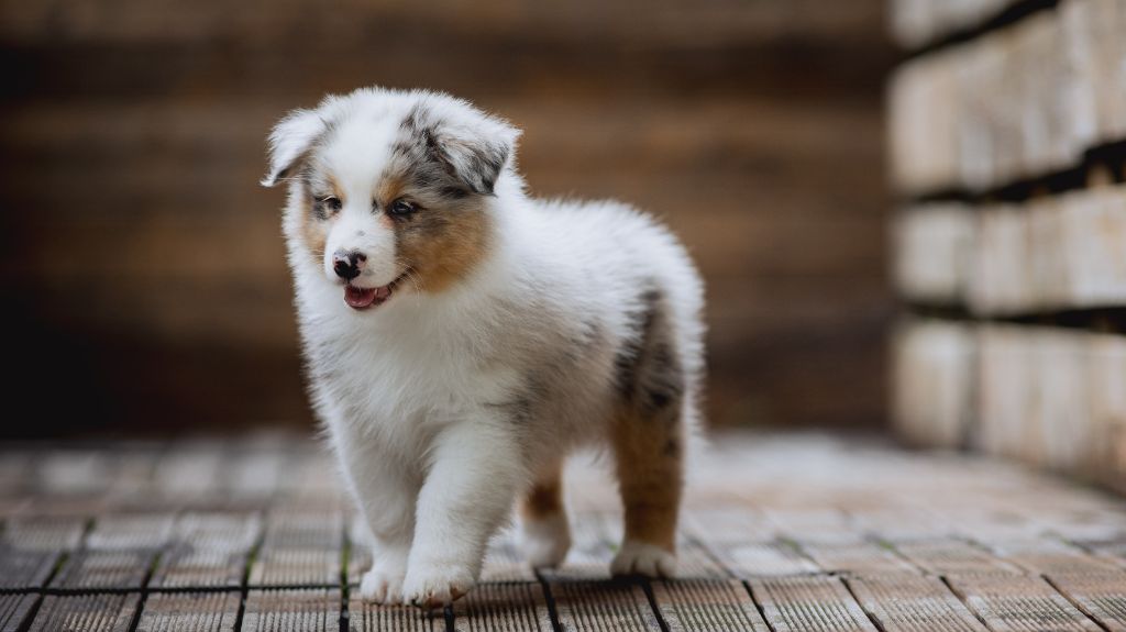 de la Dune d'Ozalee - Chiots disponibles - Berger Australien