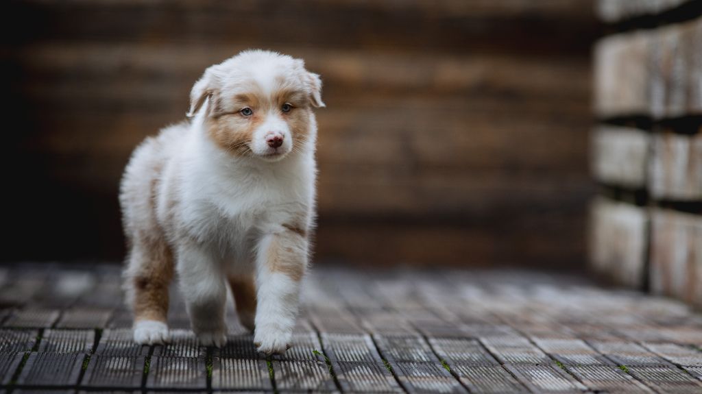 de la Dune d'Ozalee - Chiots disponibles - Berger Australien