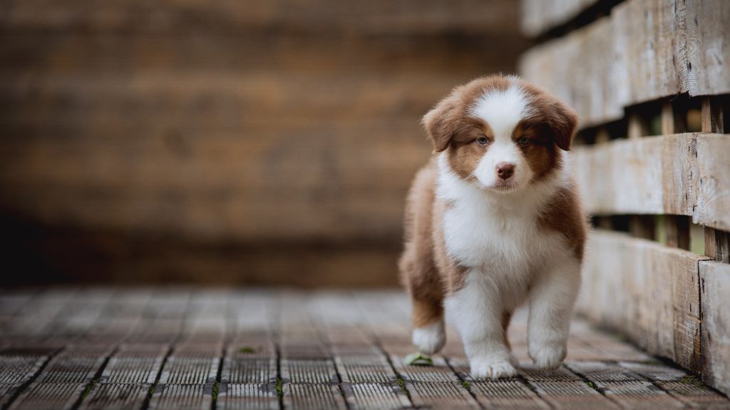 de la Dune d'Ozalee - Chiots disponibles - Berger Australien
