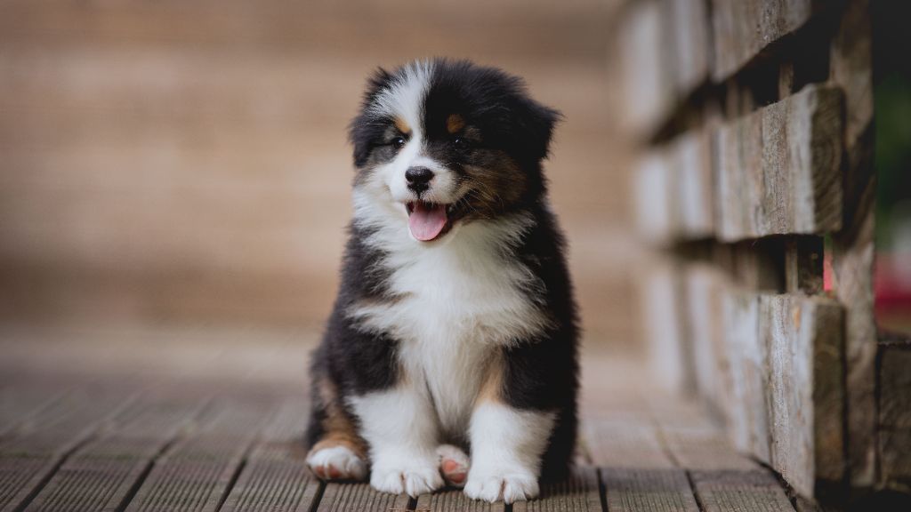 de la Dune d'Ozalee - Chiots disponibles - Berger Australien