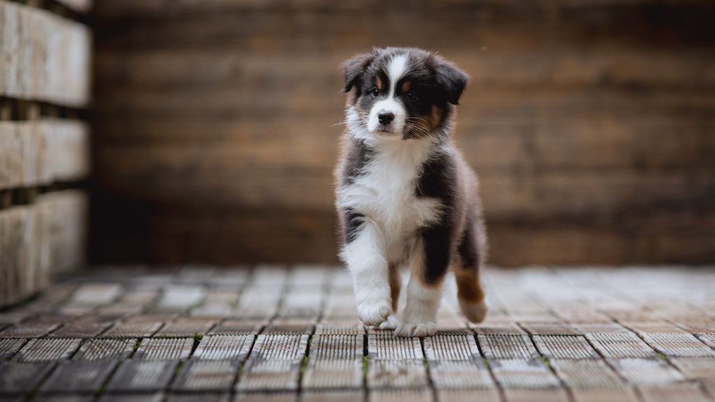 de la Dune d'Ozalee - Chiots disponibles - Berger Australien