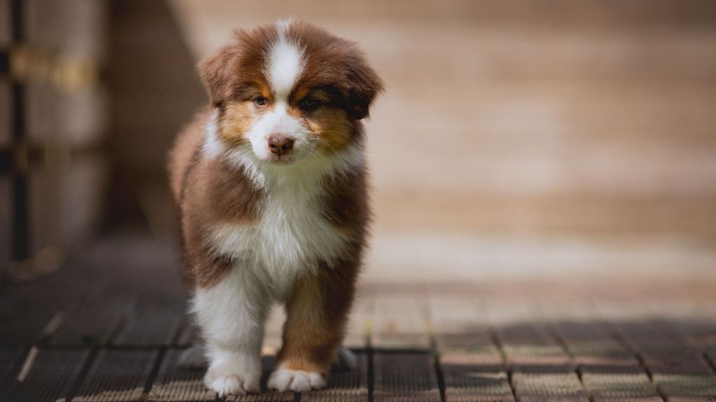 de la Dune d'Ozalee - Chiots disponibles - Berger Australien