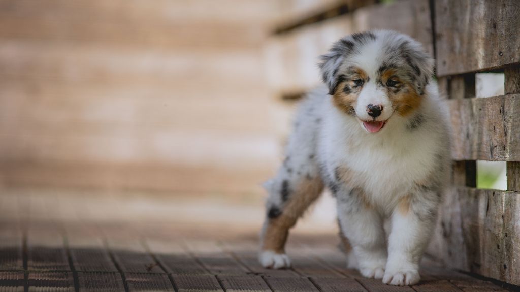 de la Dune d'Ozalee - Chiots disponibles - Berger Australien