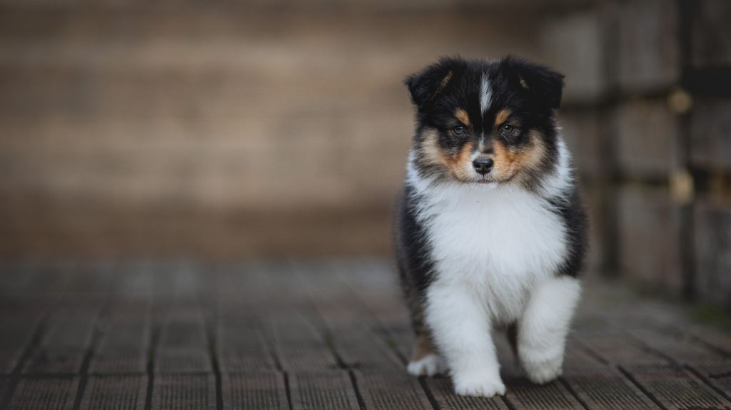 de la Dune d'Ozalee - Chiots disponibles - Berger Australien