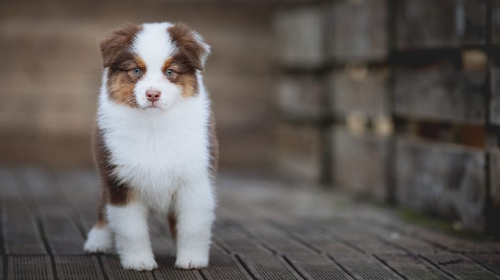 de la Dune d'Ozalee - Chiots disponibles - Berger Australien